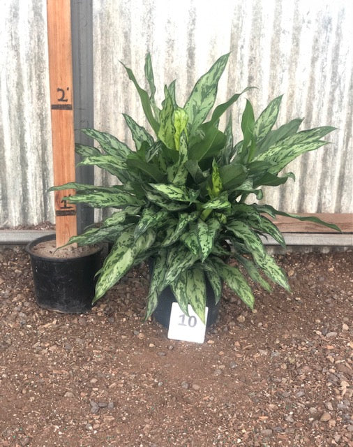 Aglaonema &#39;Romeo&#39;