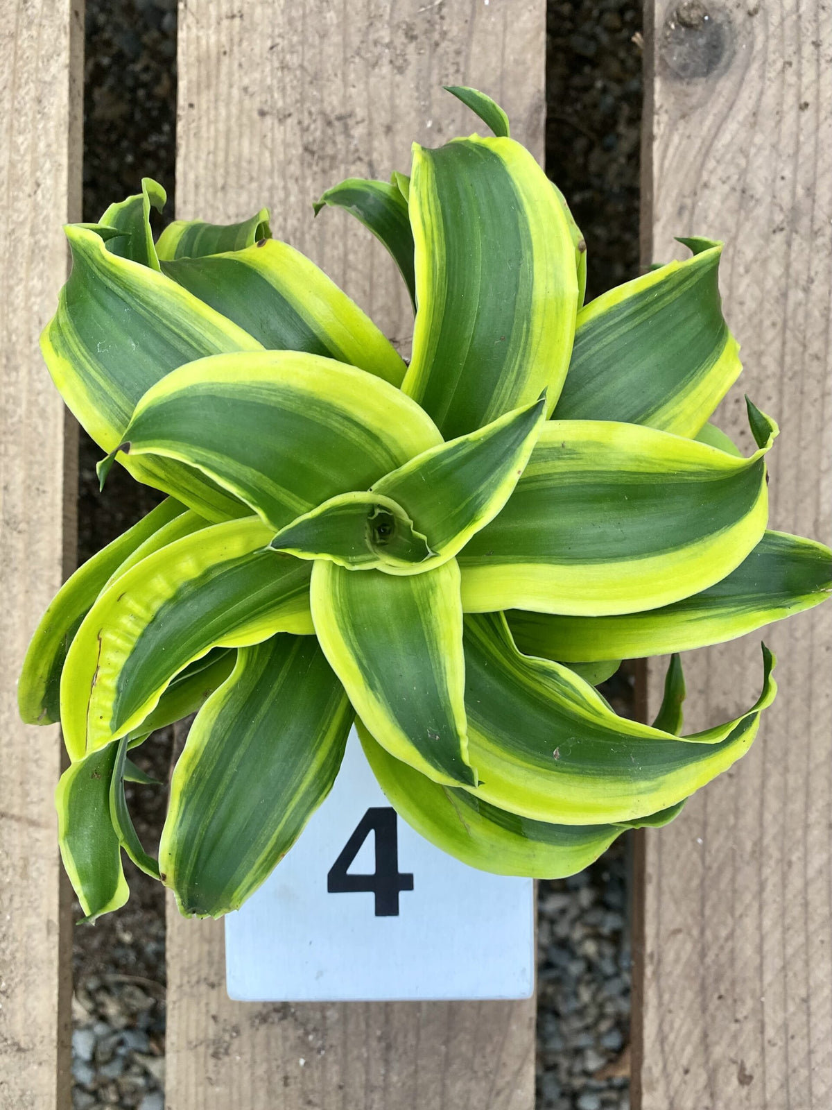 Dracaena fragrans &#39;Tornado&#39;