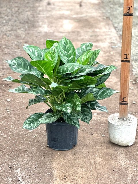 10&quot; Chinese Evergreen Calypso