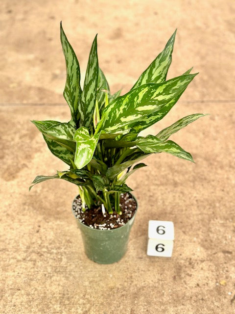 6&quot; Chinese Evergreen Tigress