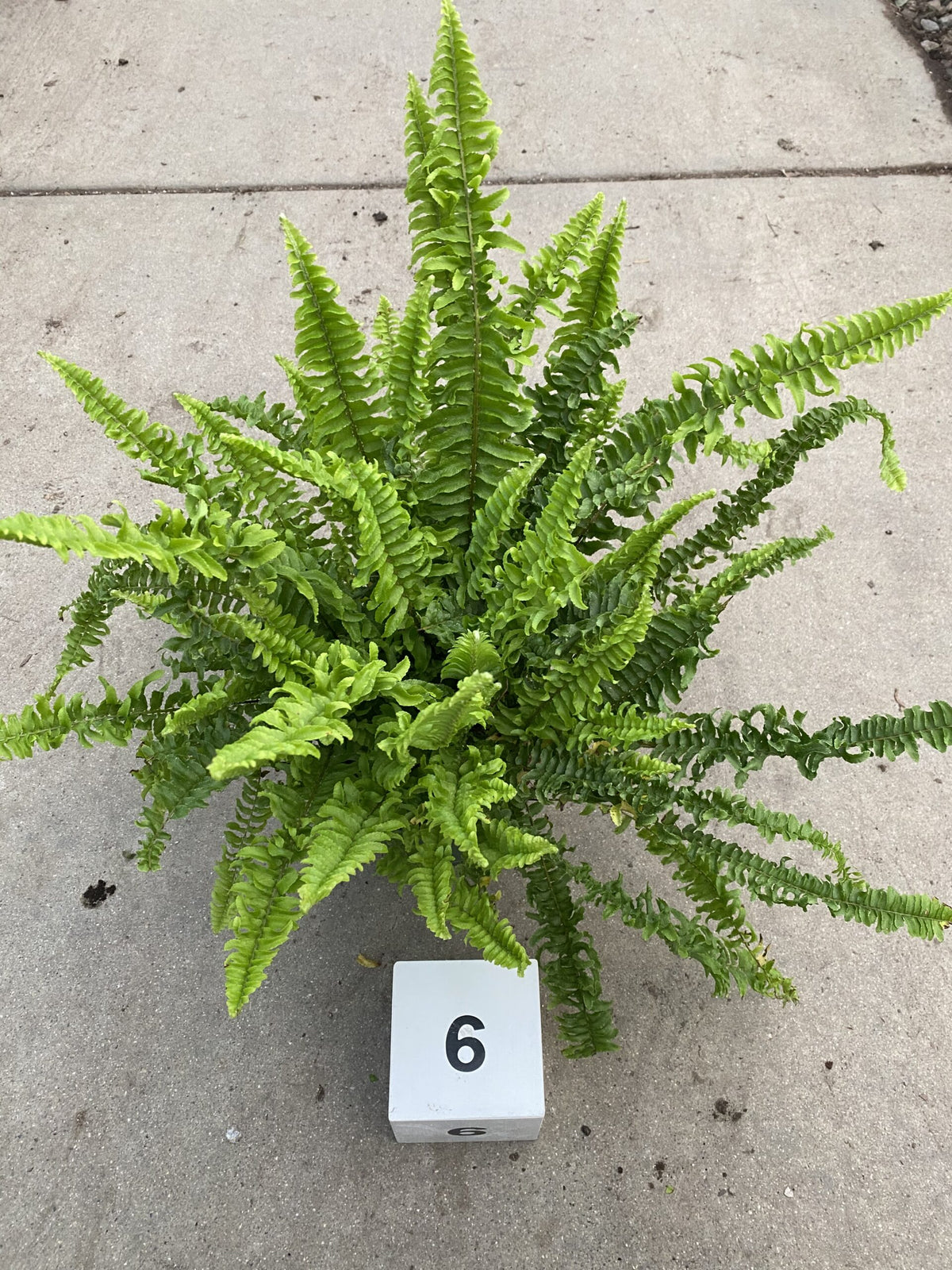 6&quot; Fern, Ariane