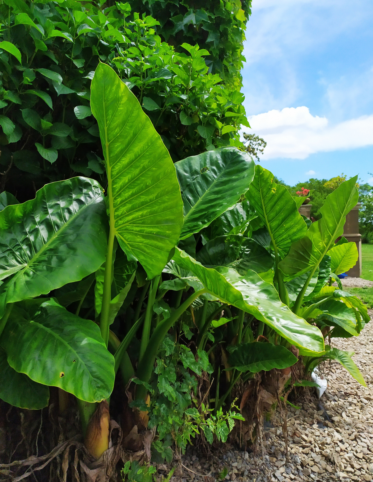 10&quot; Alocasia Calidora