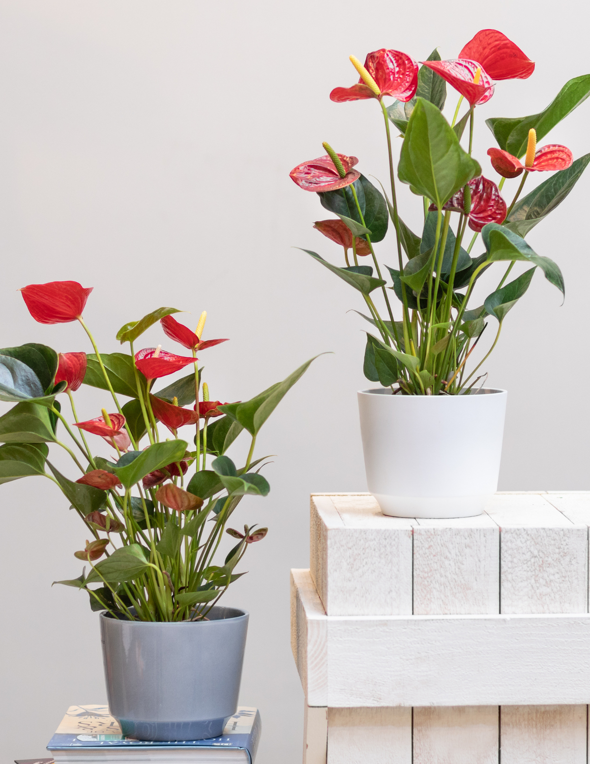 Anthurium, Red