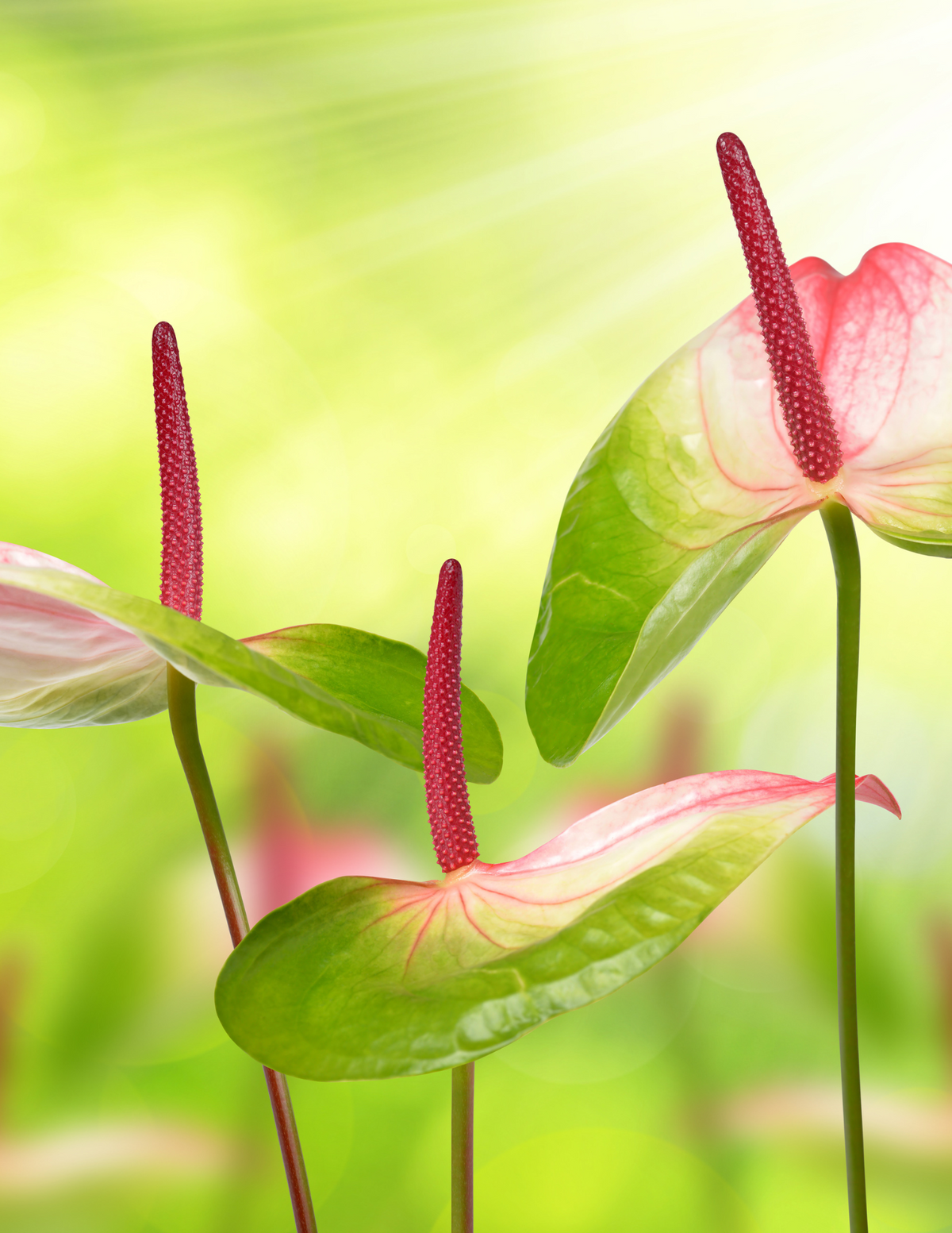 4&quot; Anthurium, Joli Peach