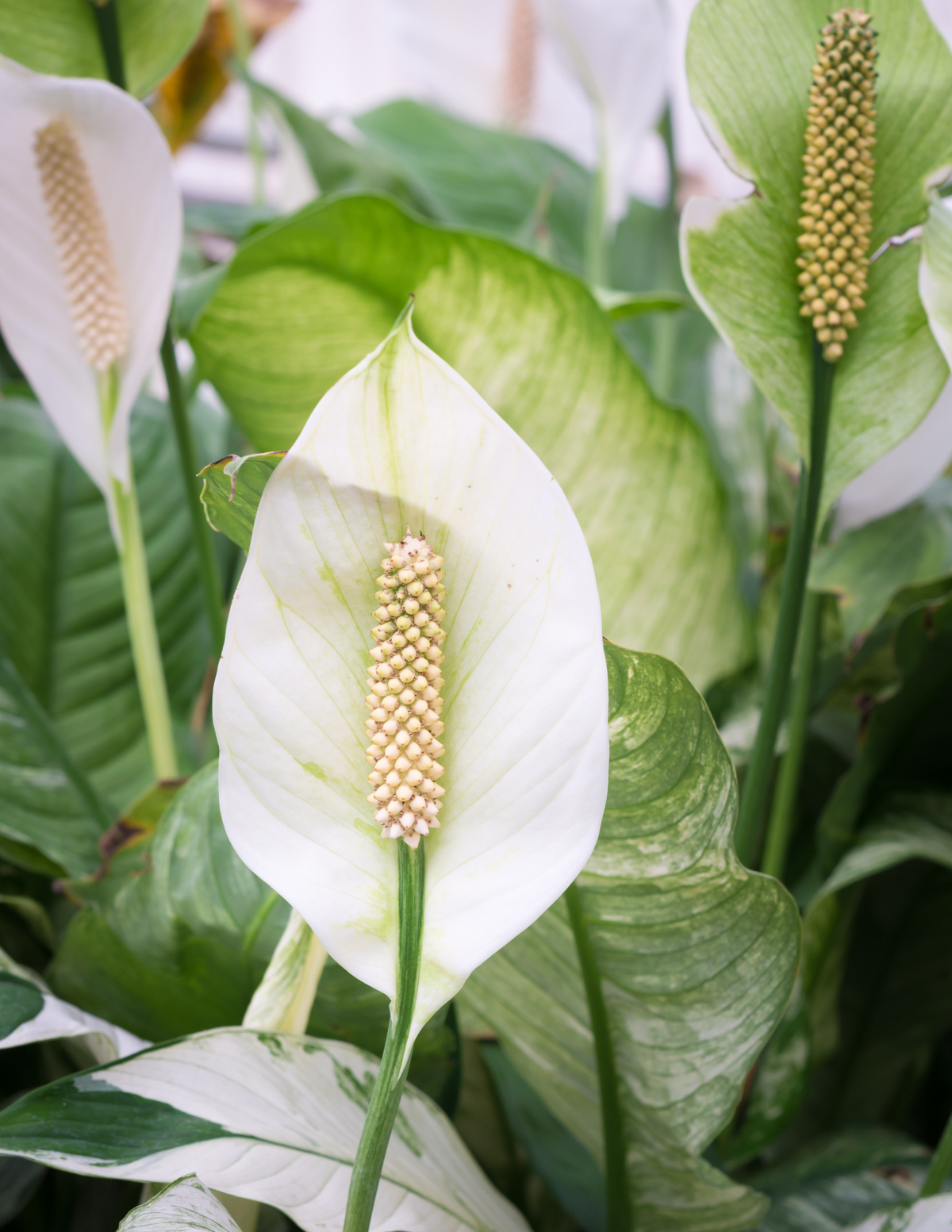 Anthurium, White