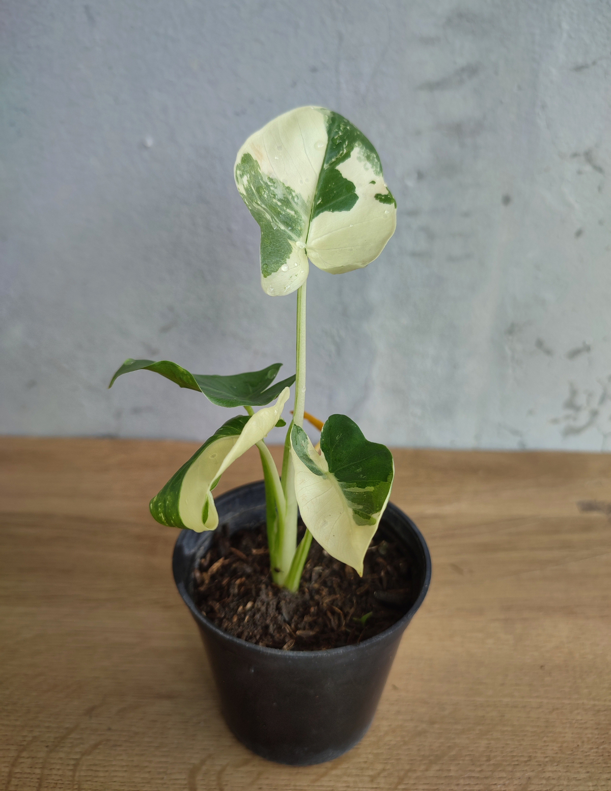 6&quot; Alocasia Mickey Mouse