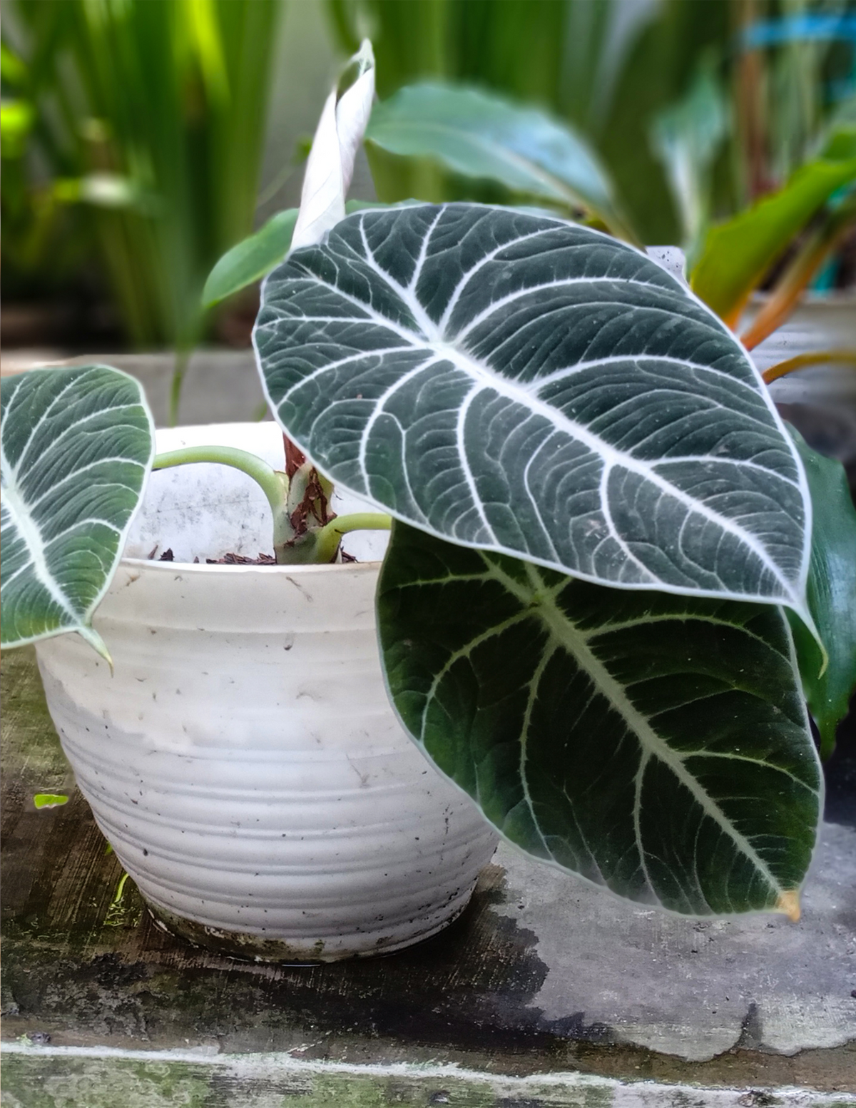 4&quot; Alocasia Black Velvet