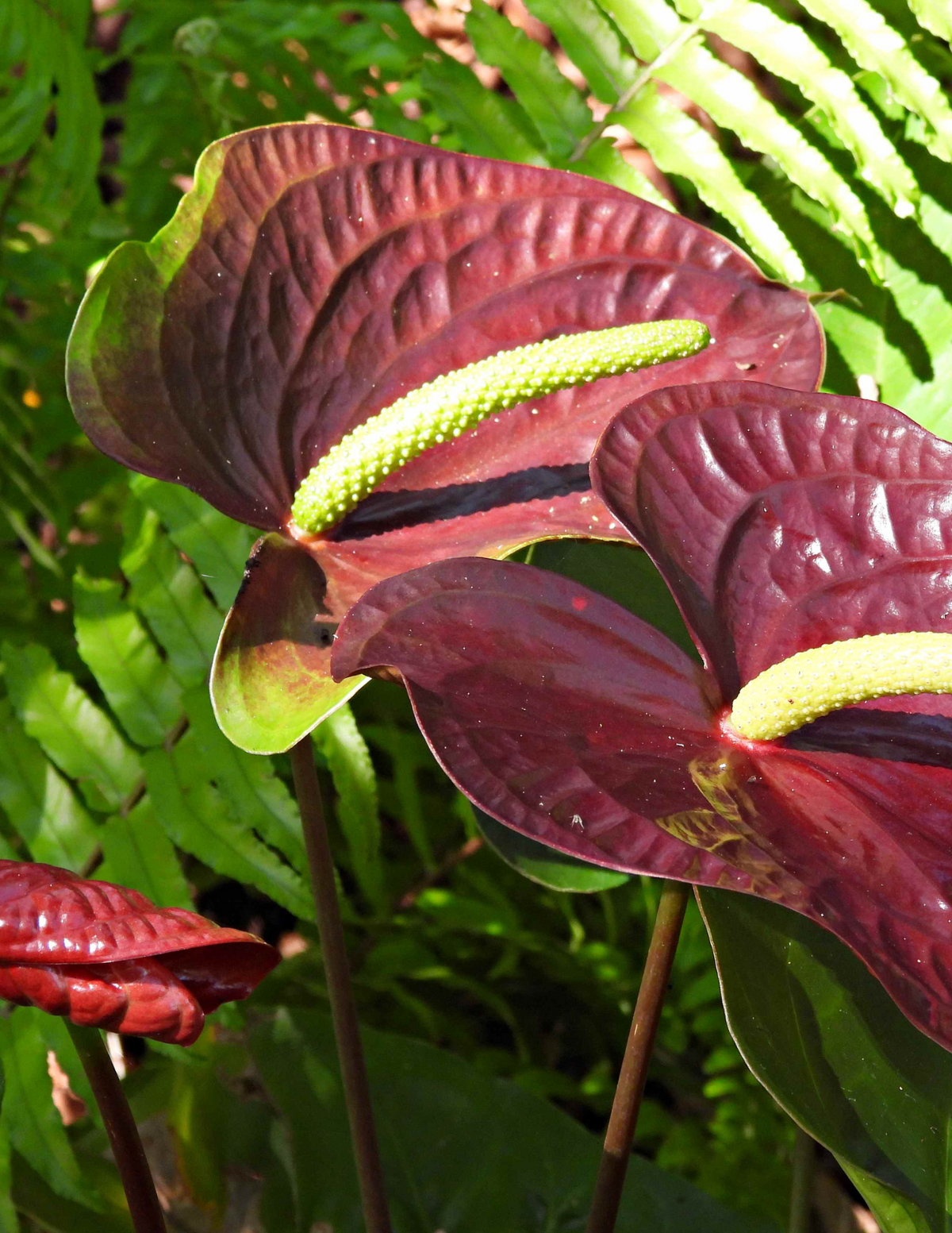 6&quot; Anthurium, Essencia Brown