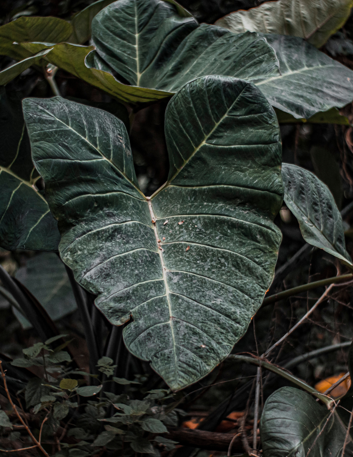 8&quot; Alocasia Regal Shields