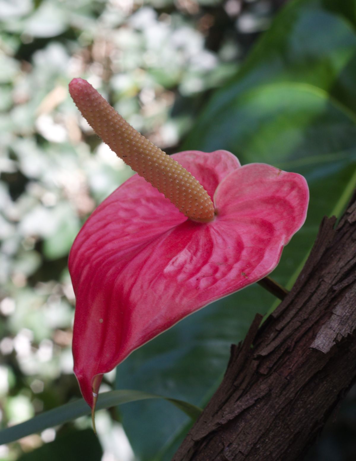 4&quot; Anthurium, Pink