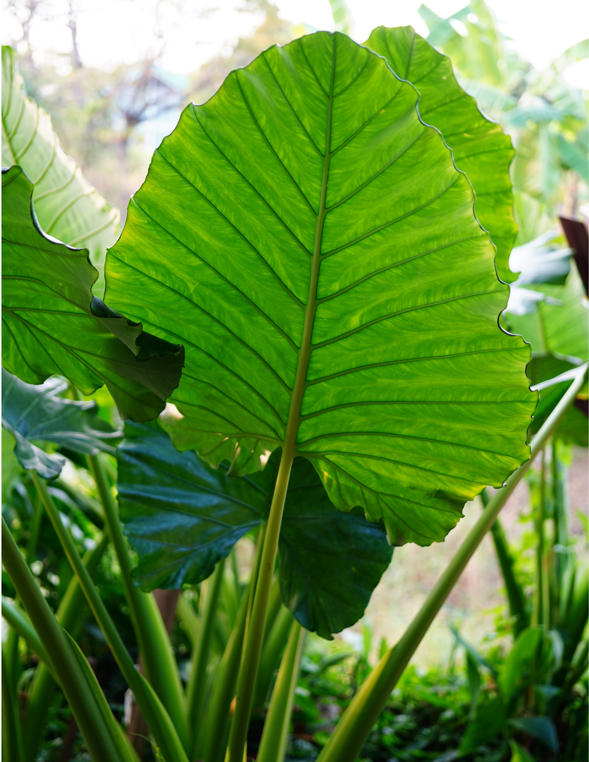 6&quot; Alocasia &#39;Low Rider&#39;