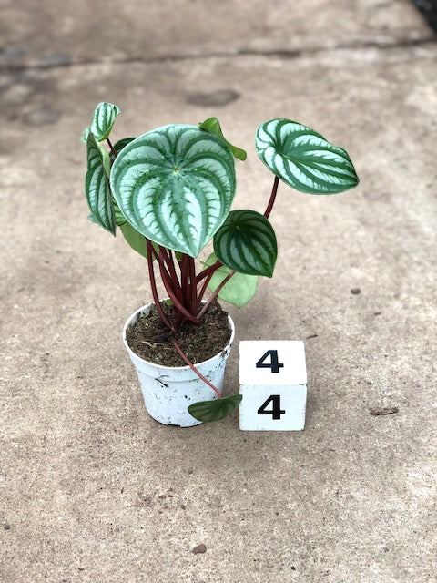 Peperomia argyreia &#39;Watermelon&#39;