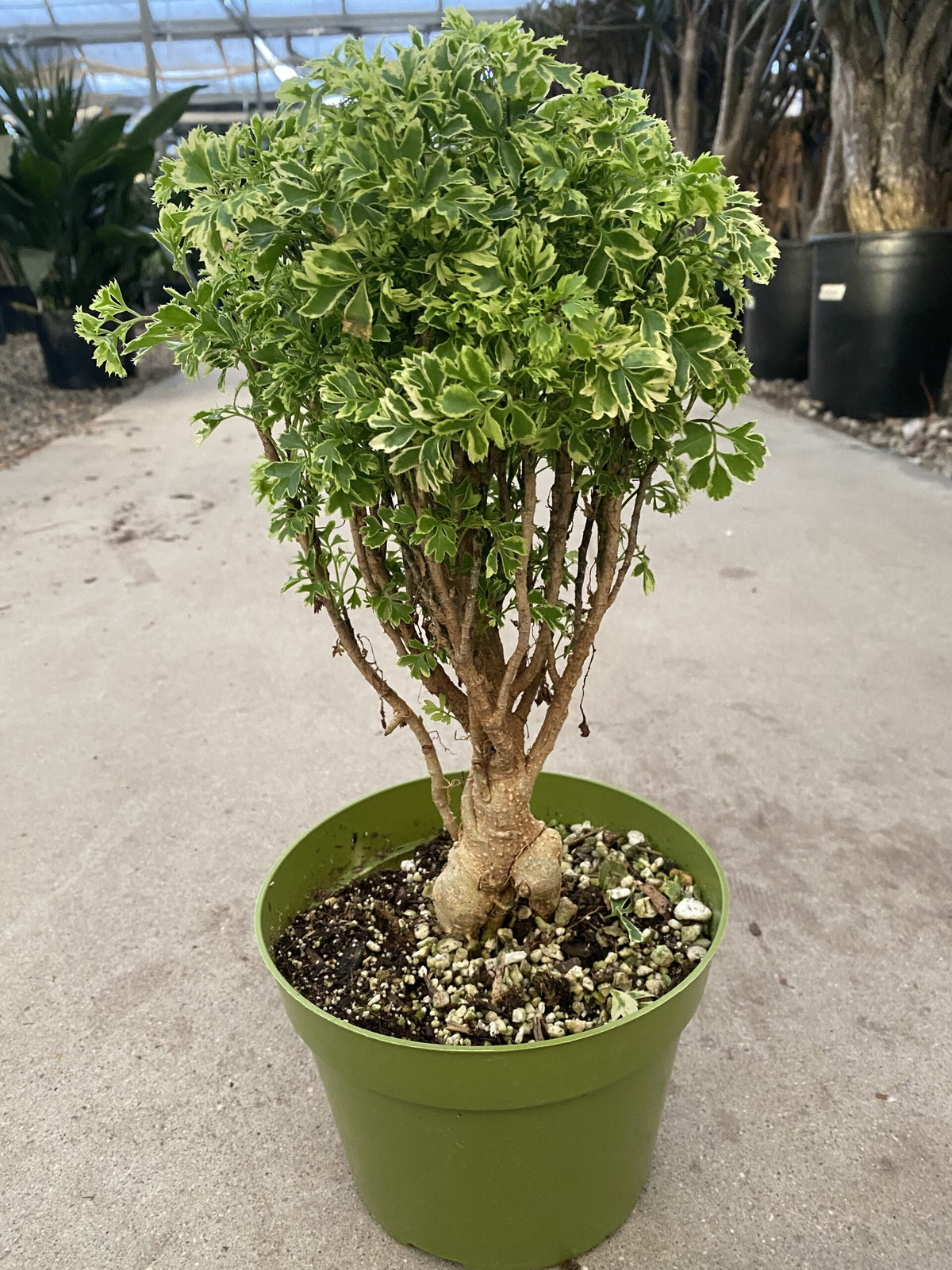 6&quot; Aralia, Ming Gold Mini Bonsai