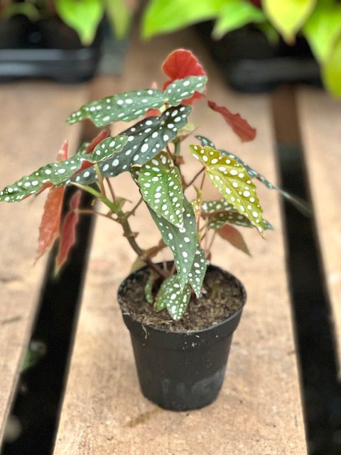 Begonia maculata