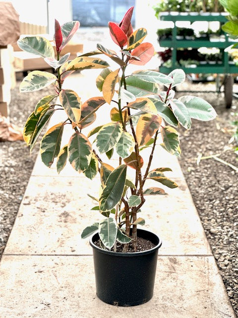 Ficus elastica decora &#39;Ruby Pink&#39;