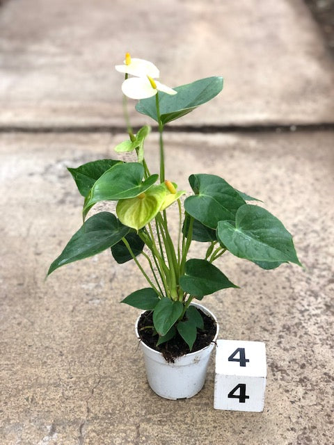 4&quot; Anthurium, Vanilla