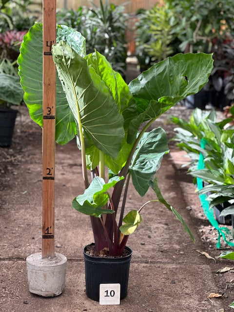 10&quot; Alocasia Imperial Red