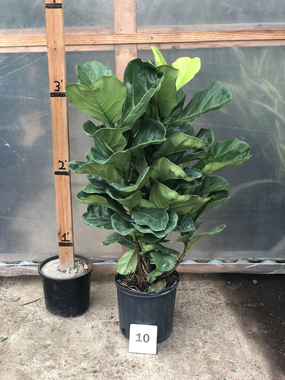 Ficus lyrata