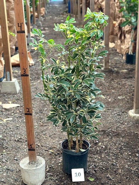 Schefflera arboricola &#39;Prince Albert&#39;