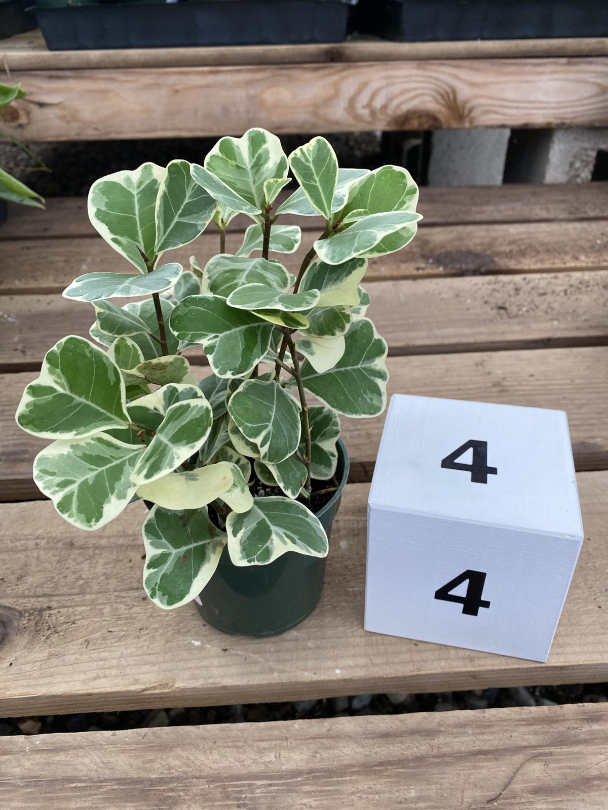 Ficus triangularis &#39;Variegata&#39;