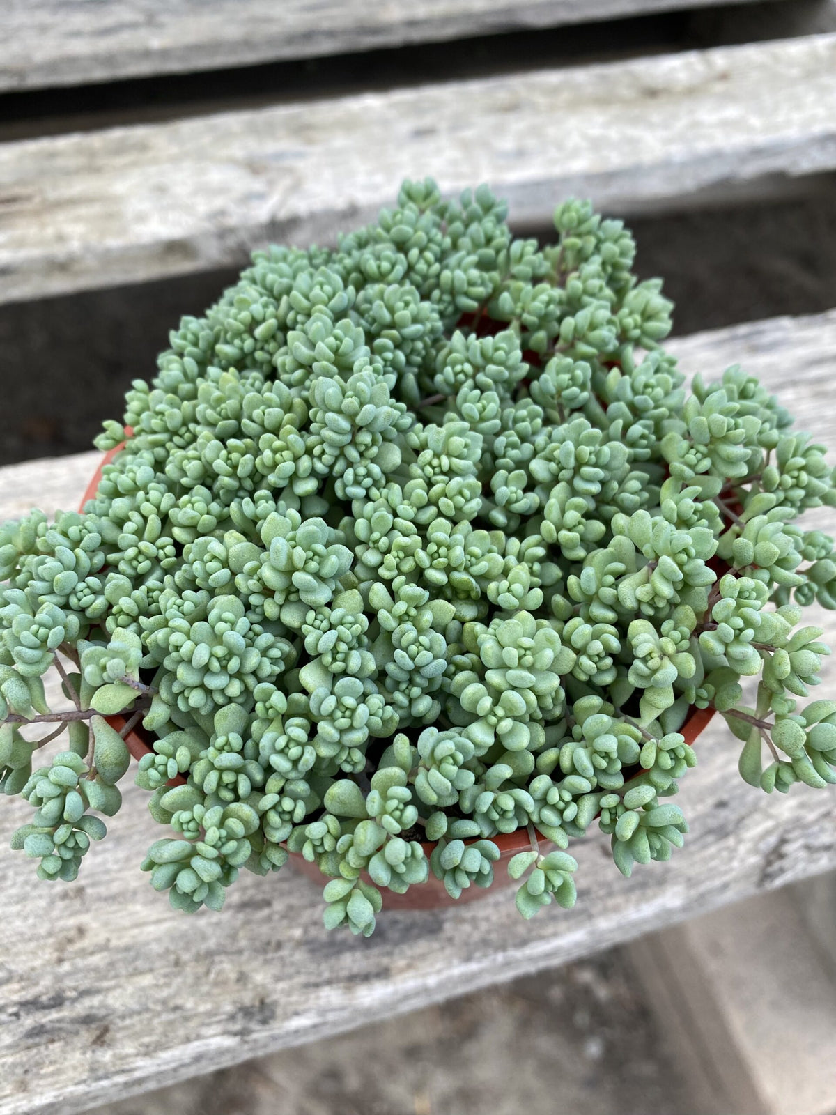 4&quot; Sedum Dasyphyllum