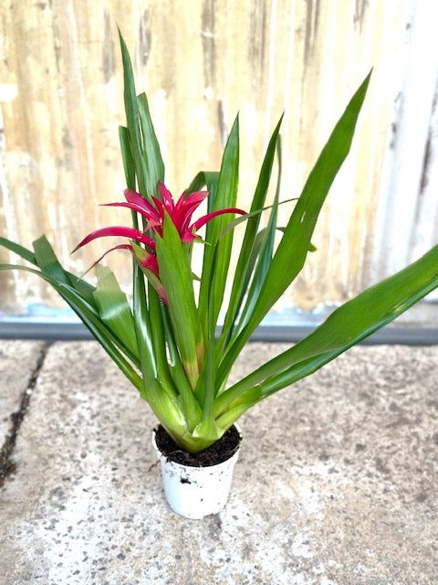 Fuchsia hybrida