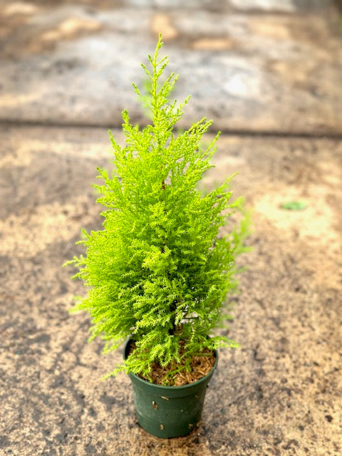 4&quot; Lemon Cypress