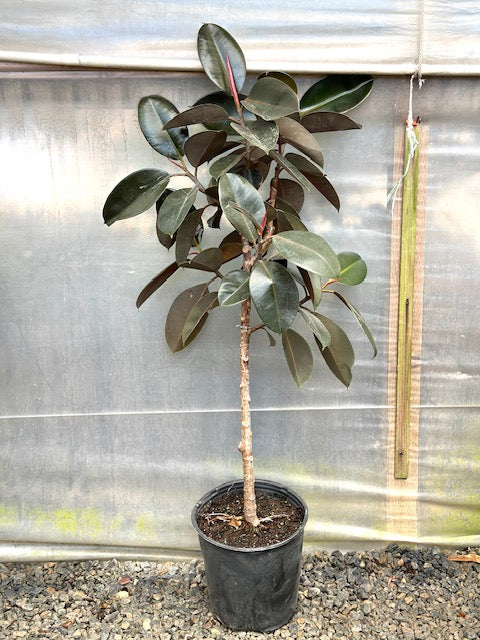 Ficus elastica decora &#39;Burgundy&#39;