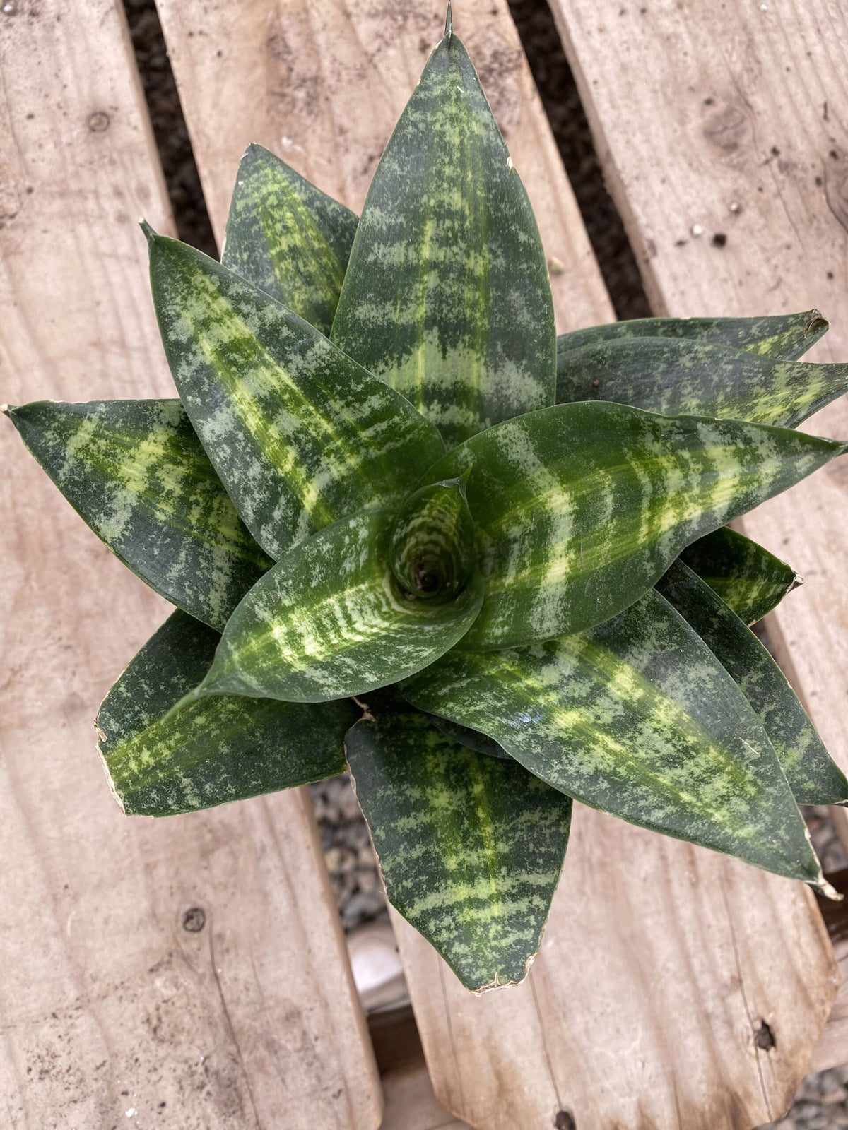 Sansevieria trifasciata &#39;Tiger Star&#39;