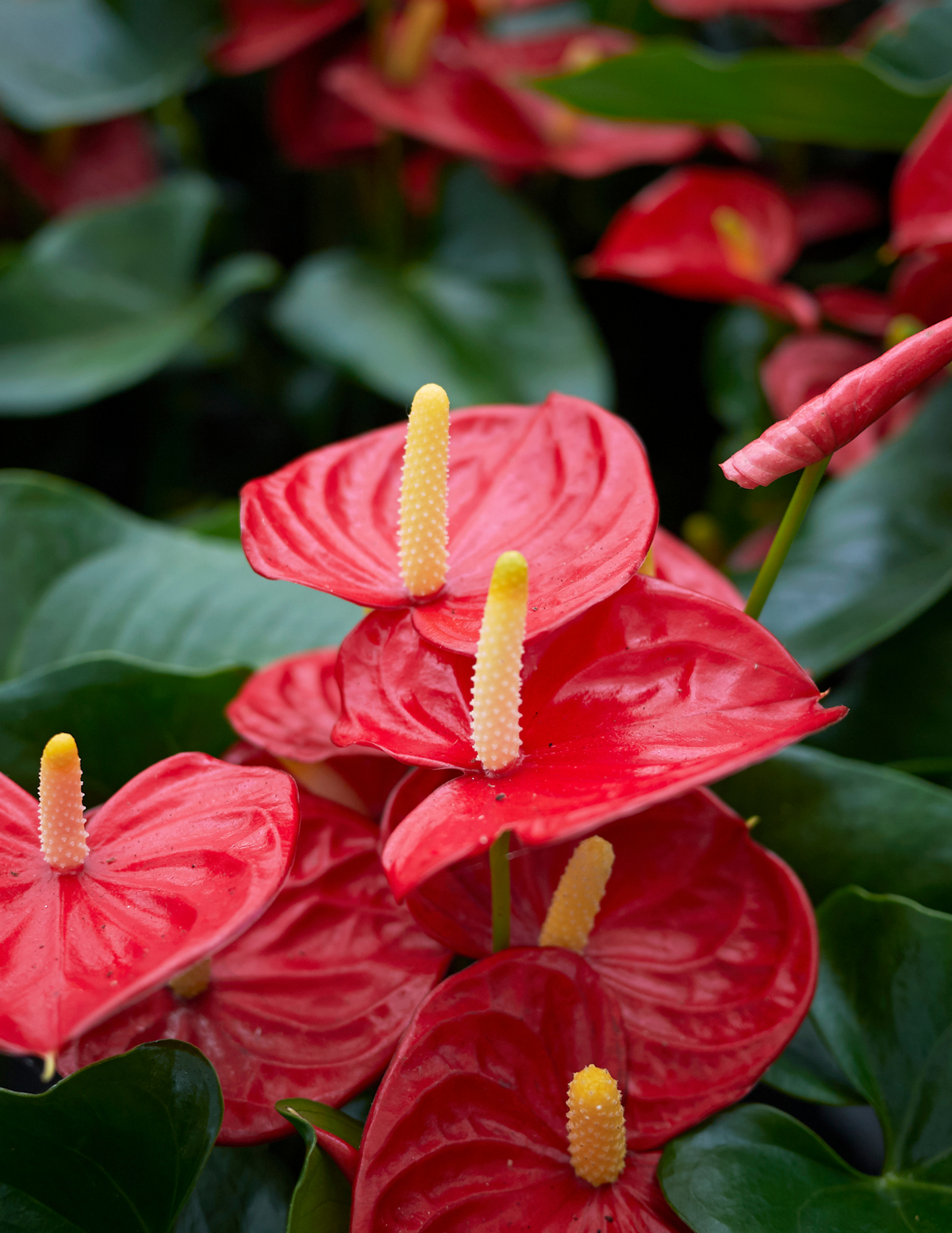 Anthurium, Red