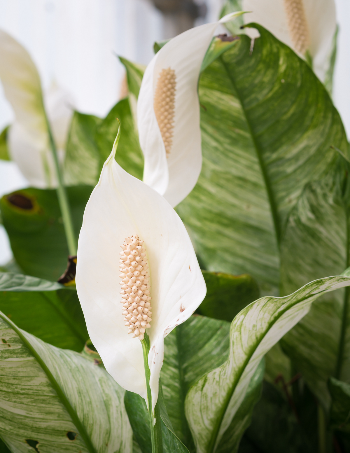 Anthurium, White