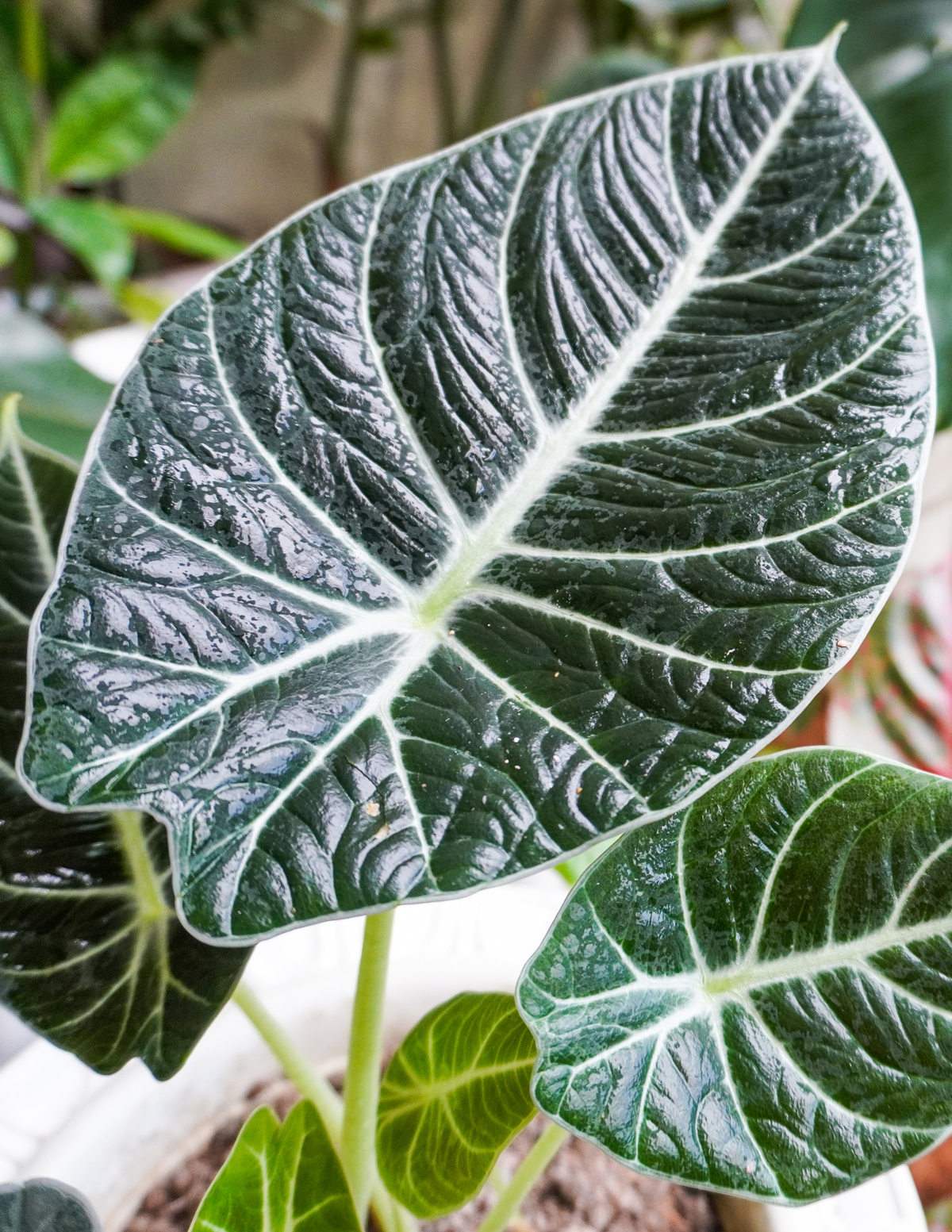 4&quot; Alocasia Black Velvet