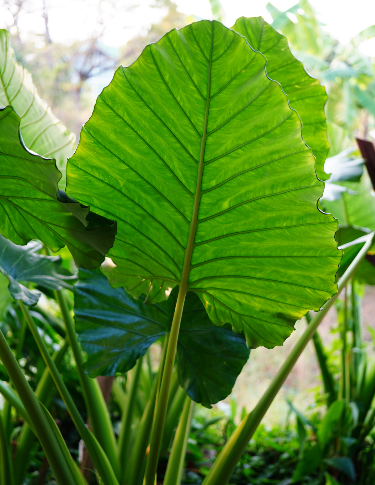 10&quot; Alocasia Calidora