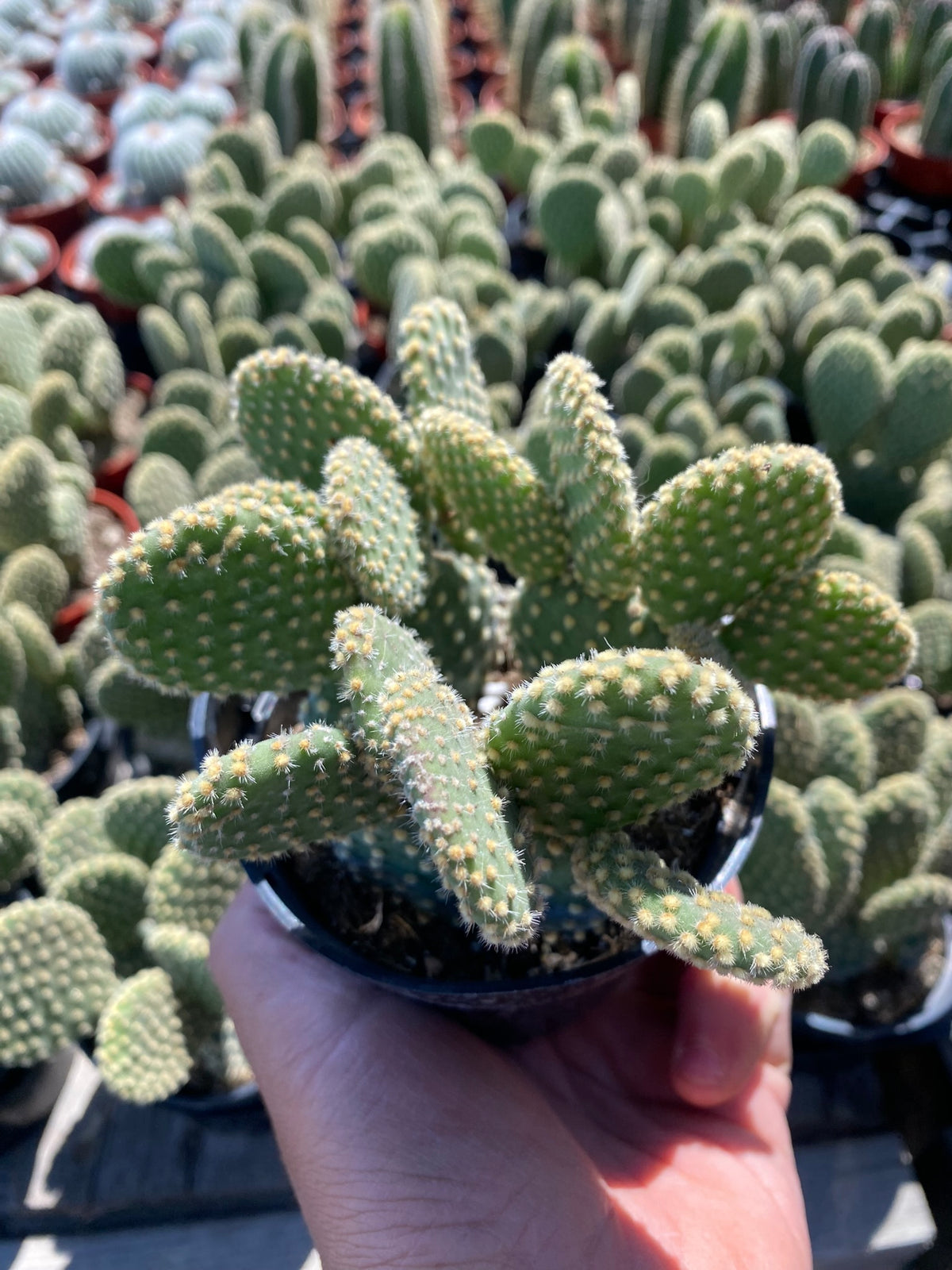 Opuntia microdasys &#39;Aurea&#39;