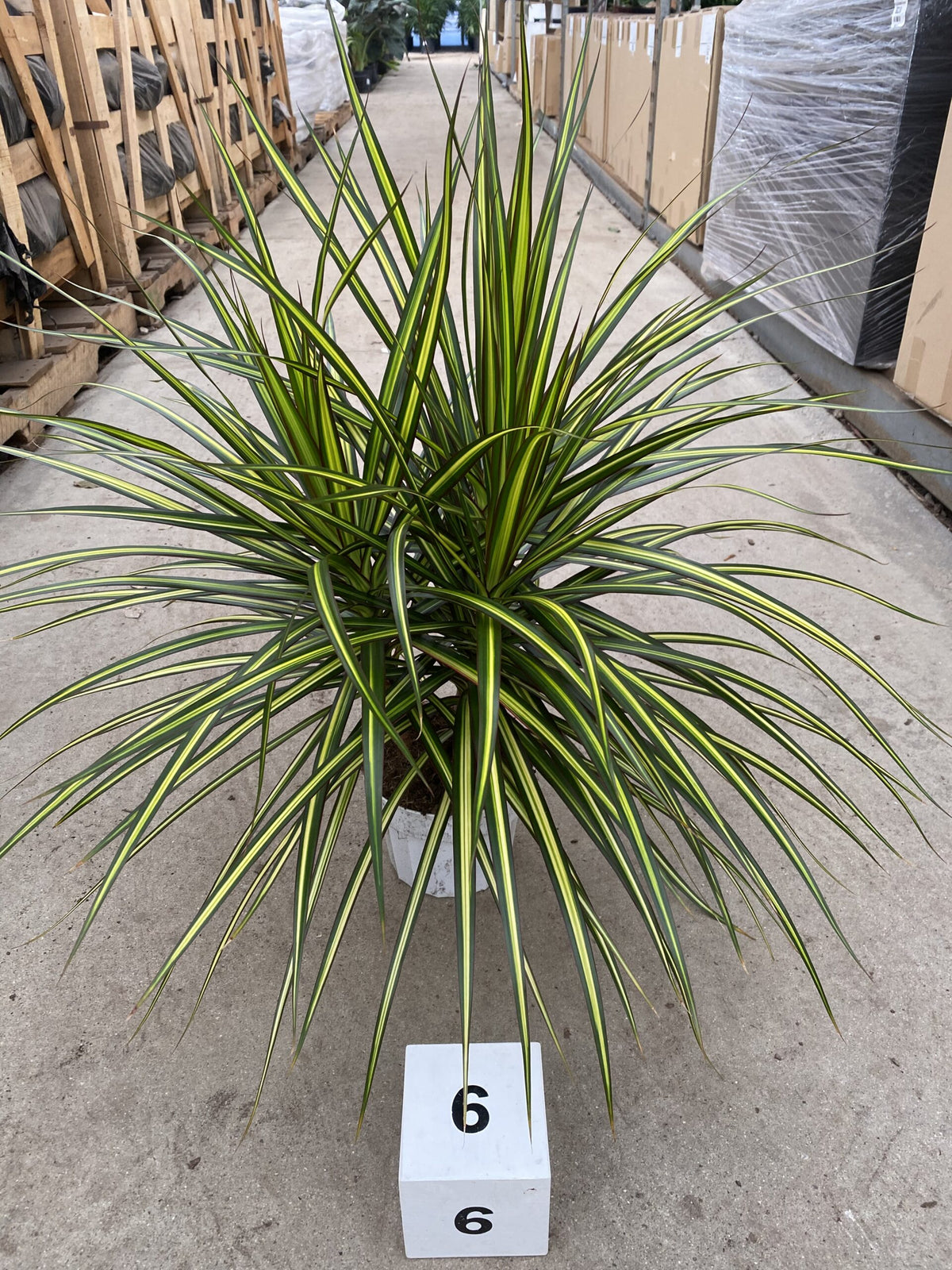 Dracaena marginata &#39;Sunray&#39;