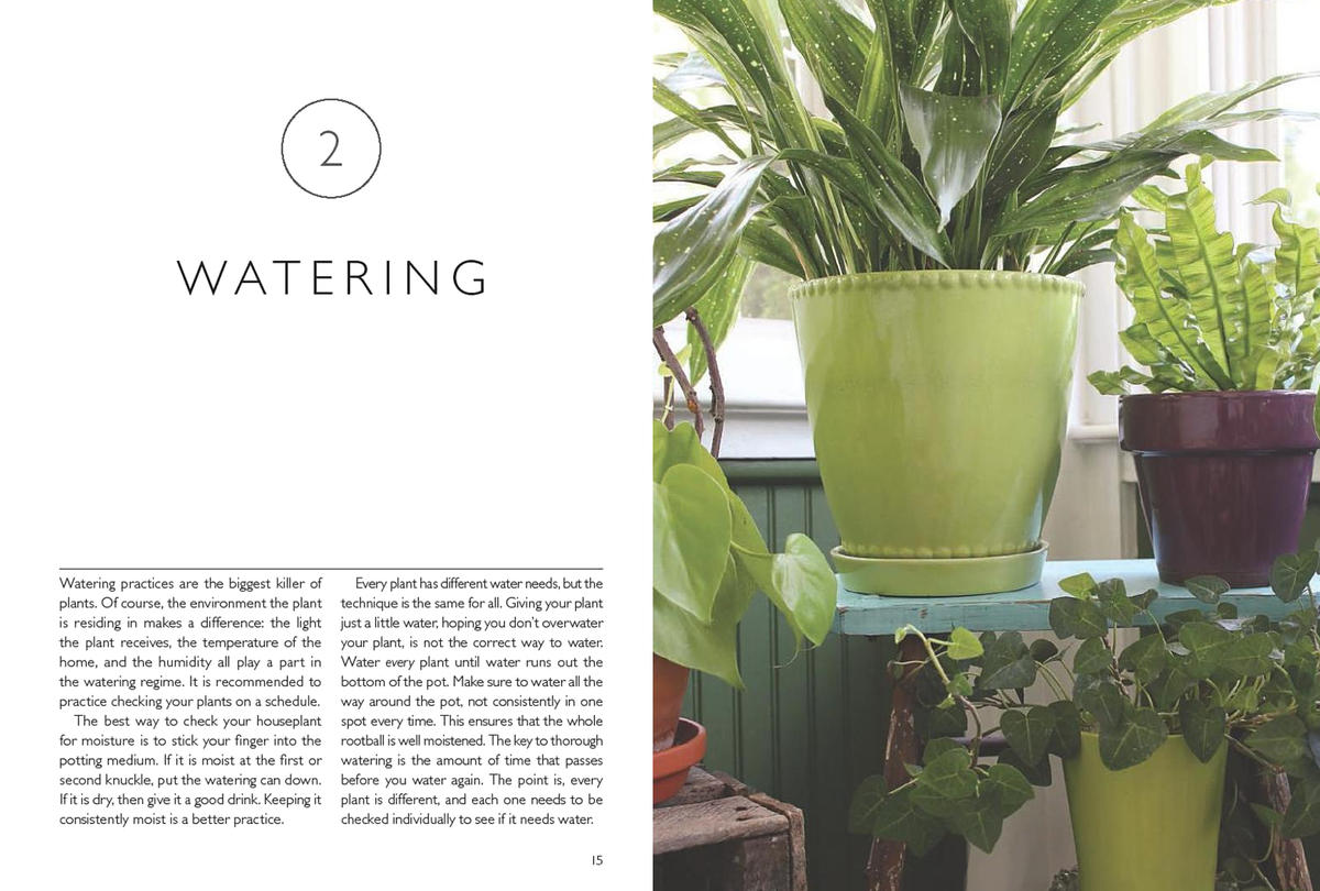 Houseplants (Mini): Choosing &amp; Caring for Indoor Plants