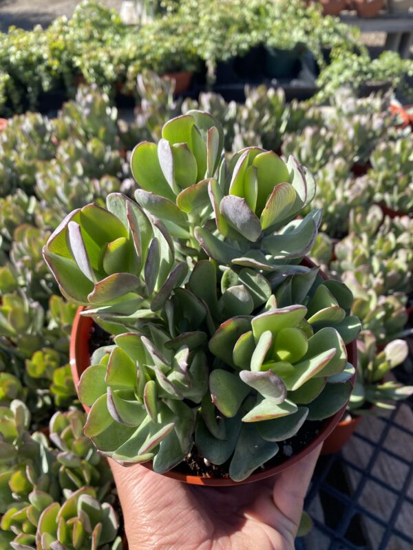 Senecio decaryii