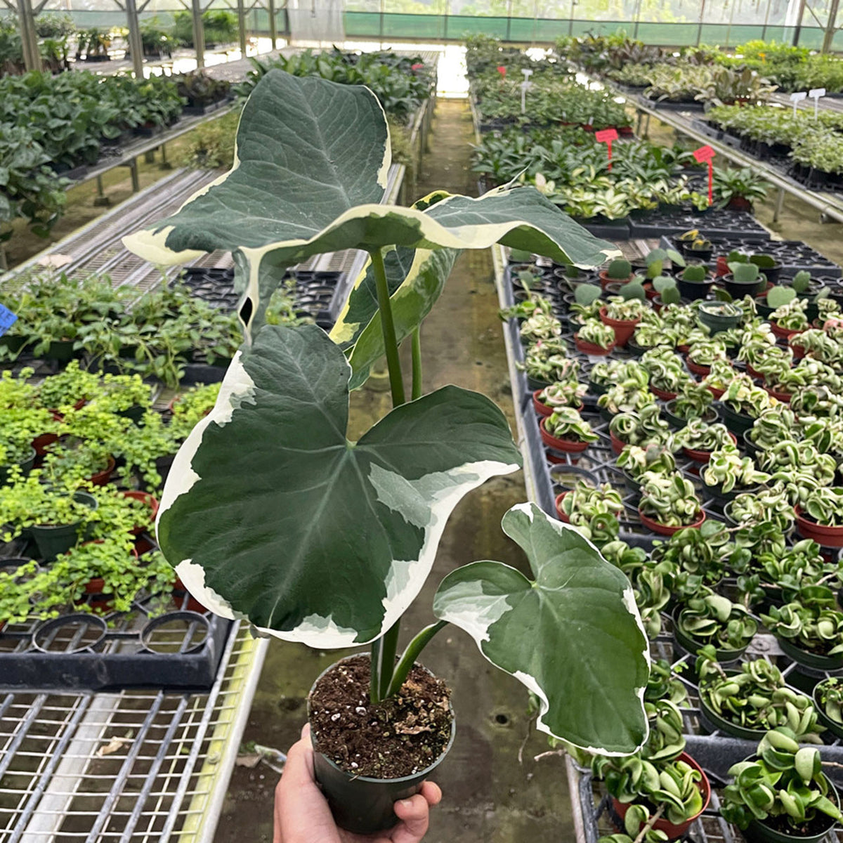 6&quot; Alocasia Mickey Mouse