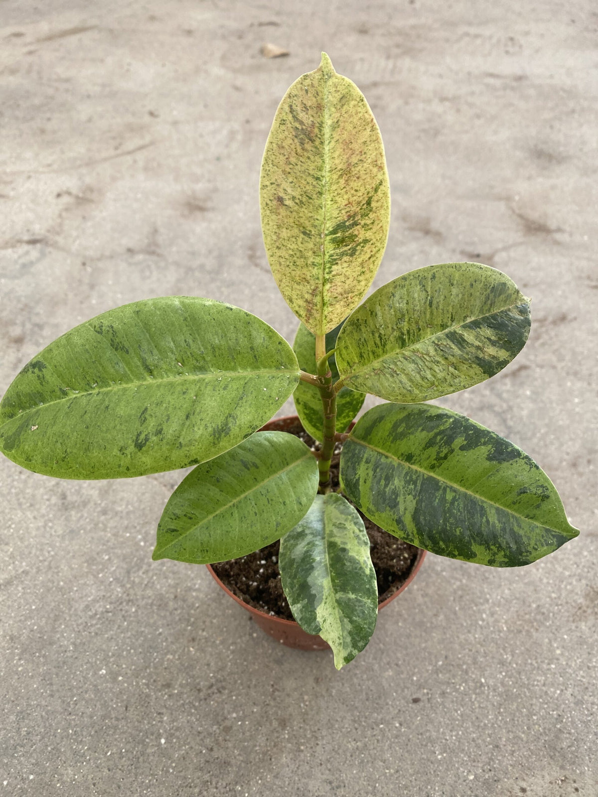 Ficus shivereana &#39;Moonshine&#39;