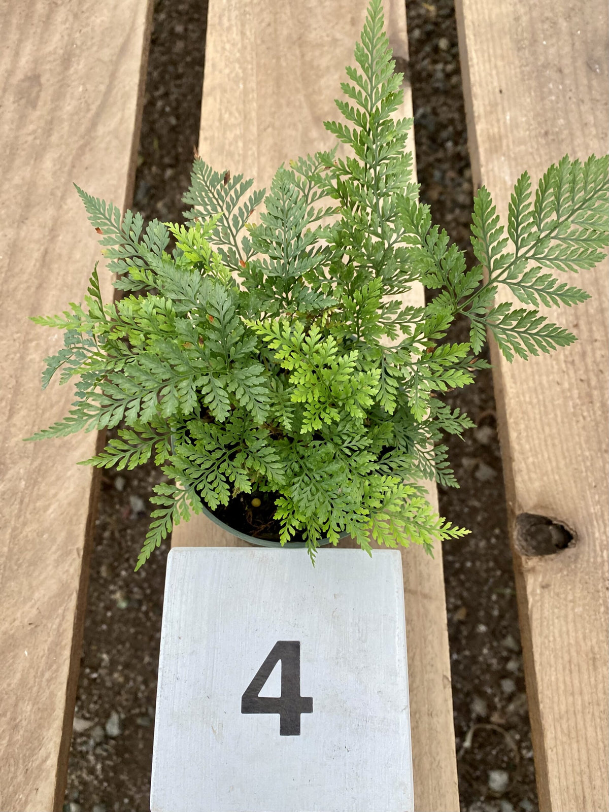 Davallia fejeensis &#39;Rabbit&#39;s Foot&#39;