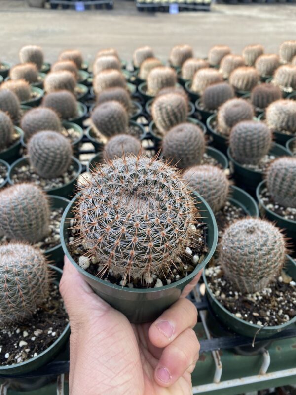 Parodia rutilans