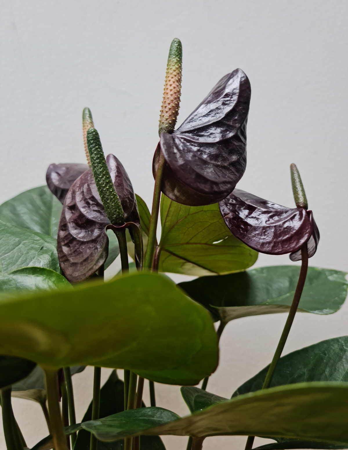 6&quot; Anthurium, Sempre Black