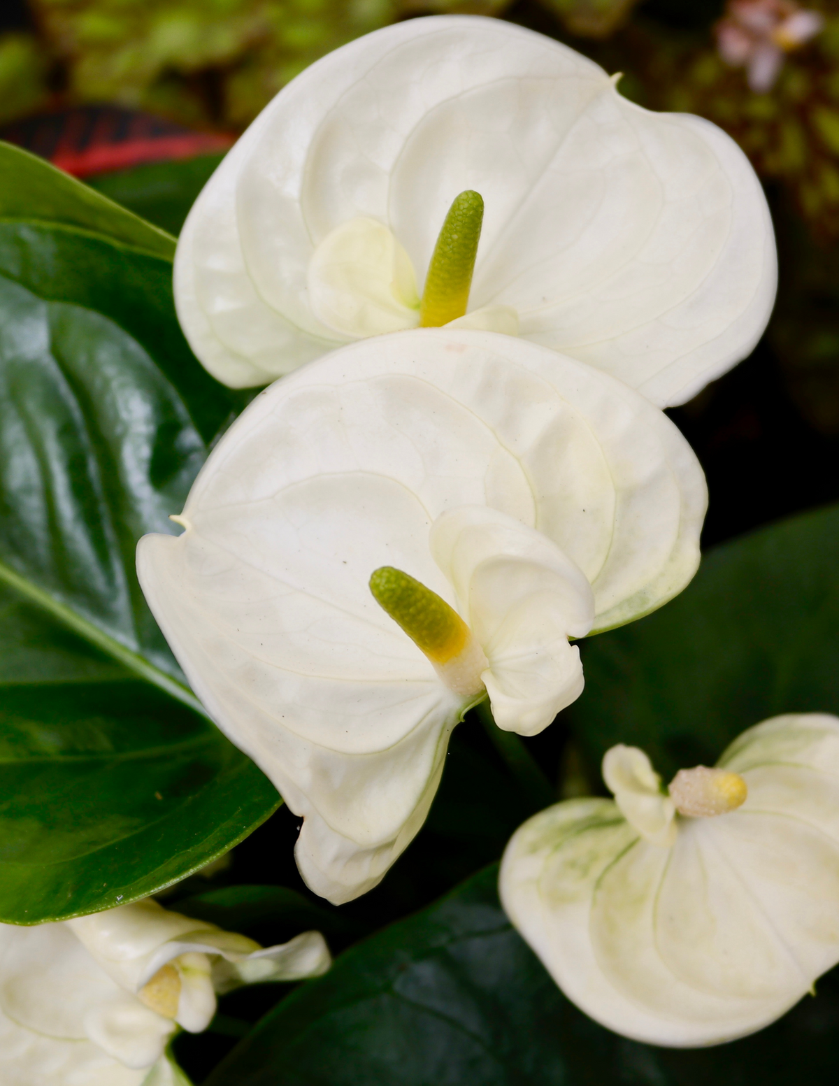 4&quot; Anthurium, Vanilla