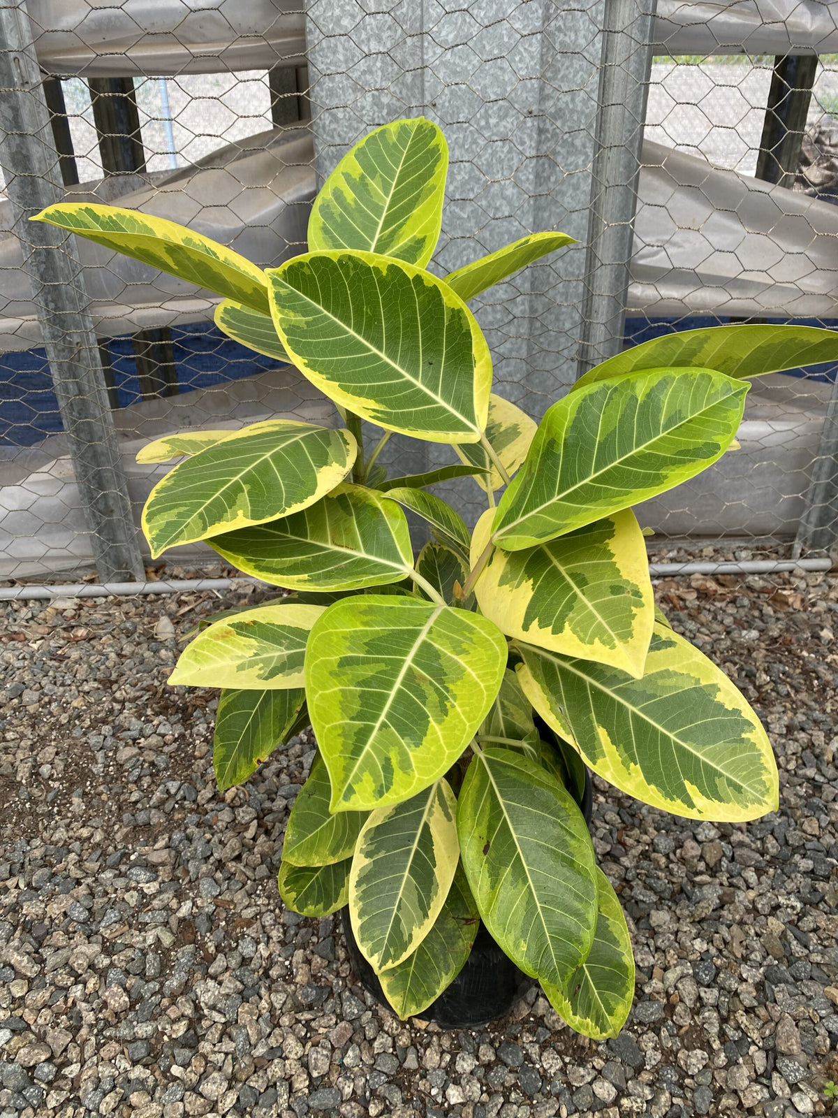 Ficus altissima &#39;Variegata&#39;