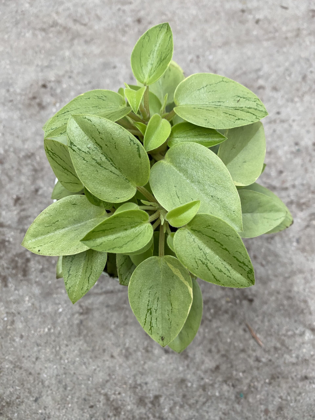 Peperomia orba &#39;Pixie Lime&#39;