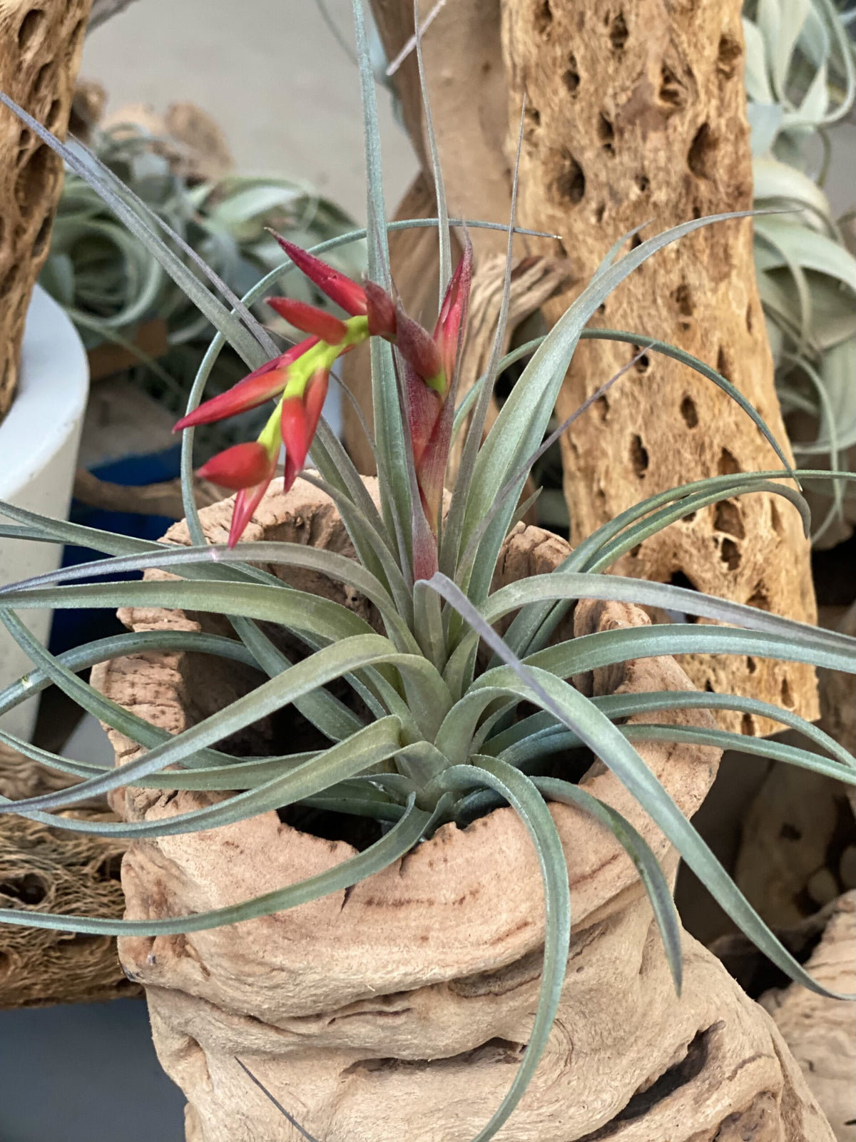 Tillandsia recurvifolia
