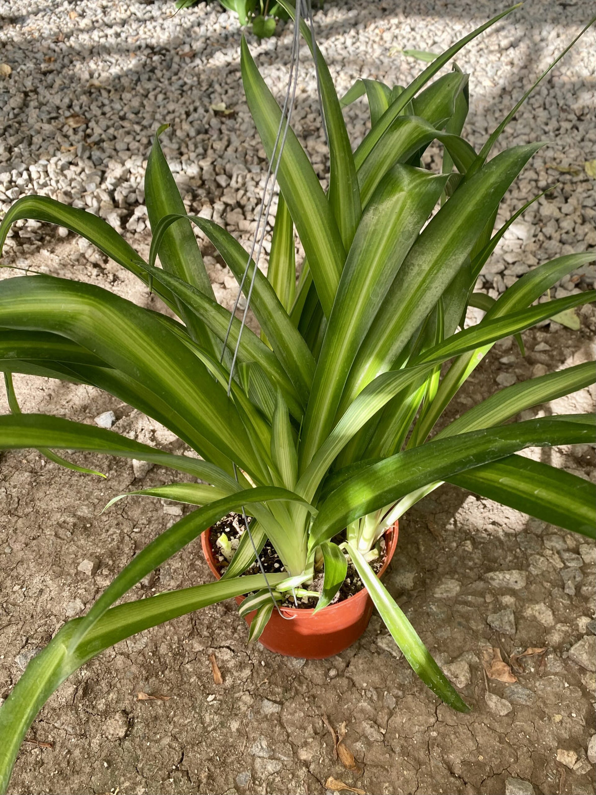 6&quot; Chlorophytum Spider, Hawaiian