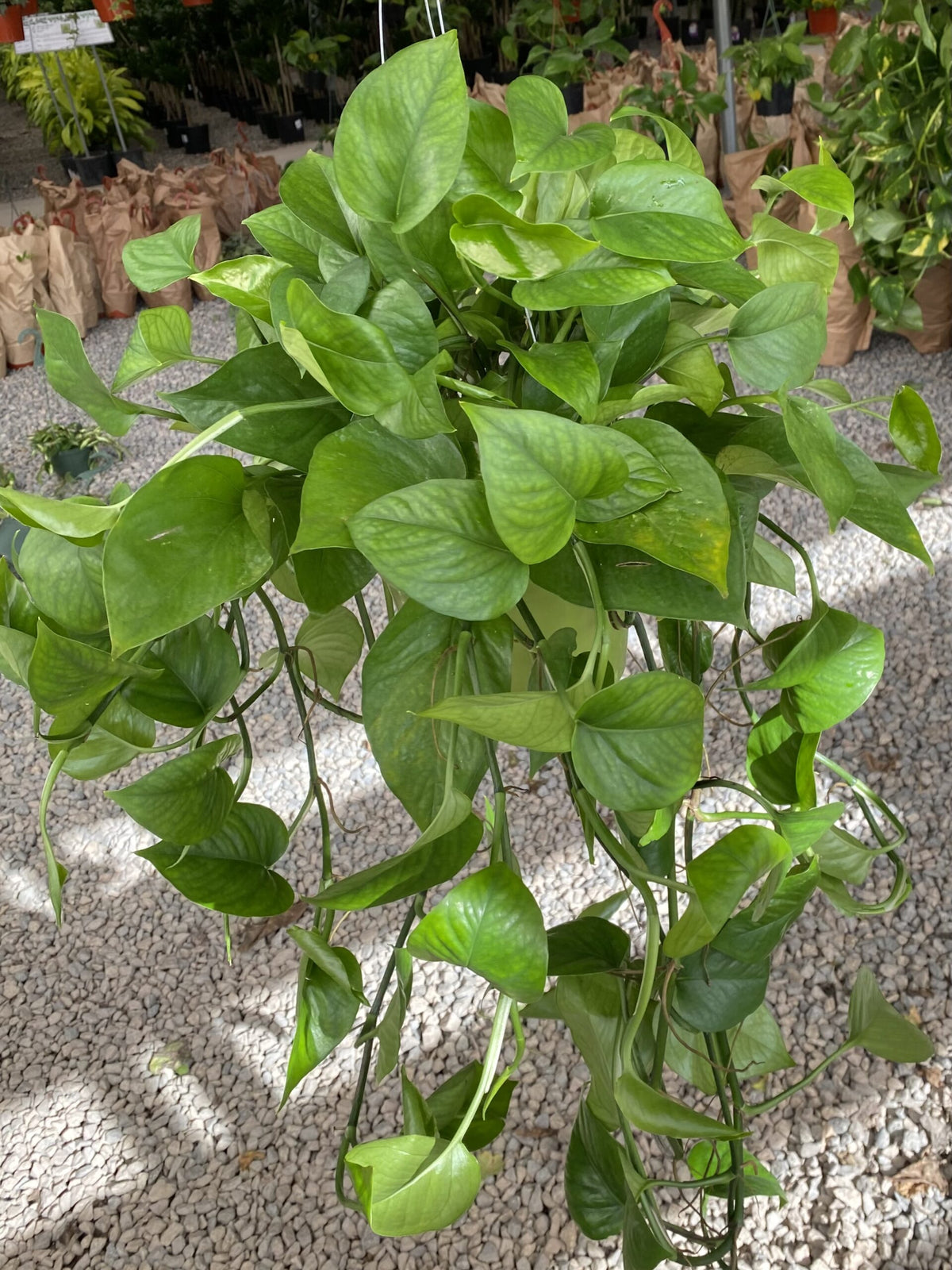 Pothos Green Queen