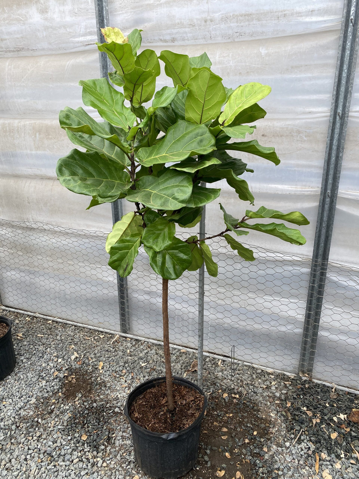 Ficus lyrata