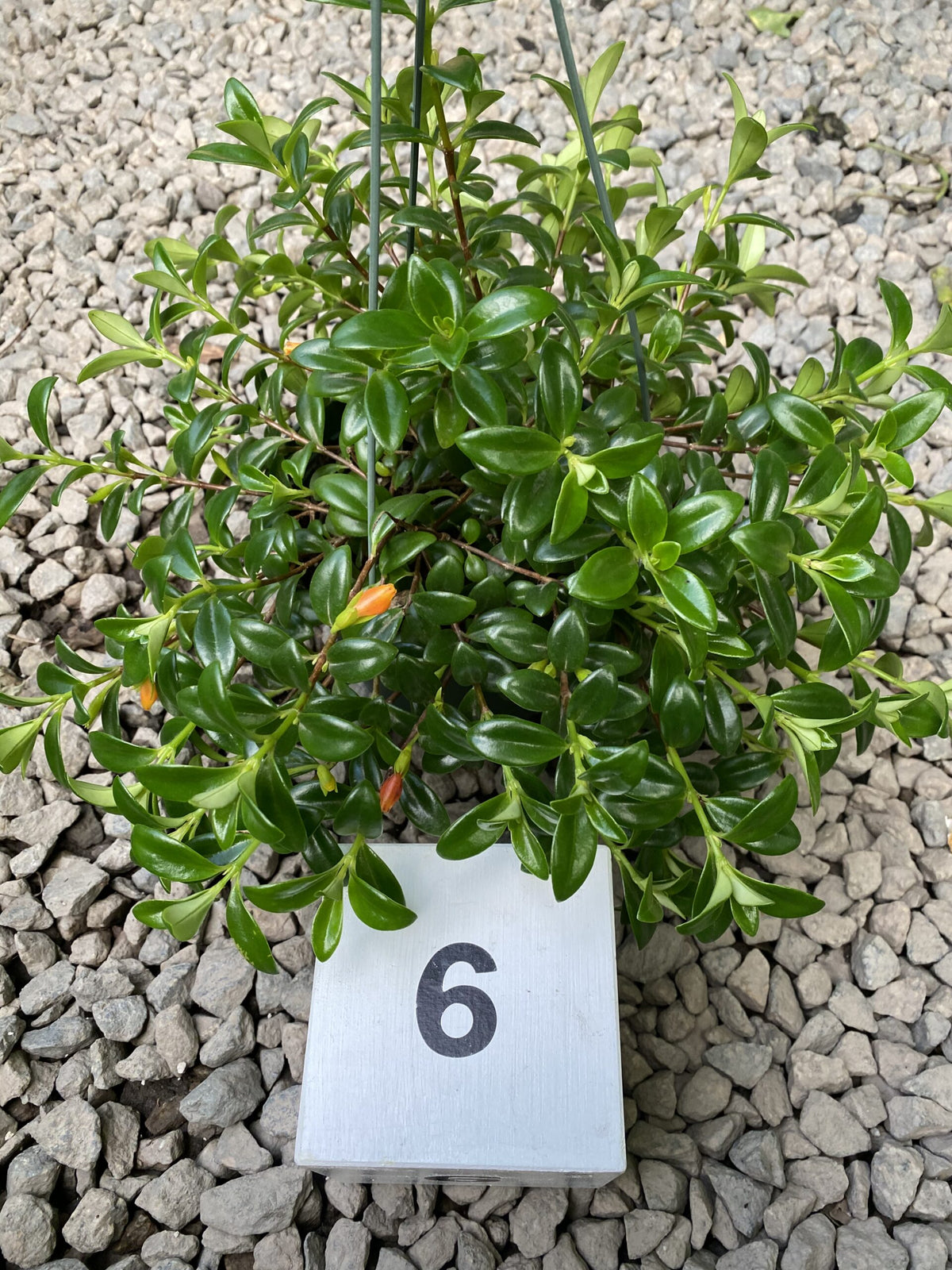 Nematanthus gregarius